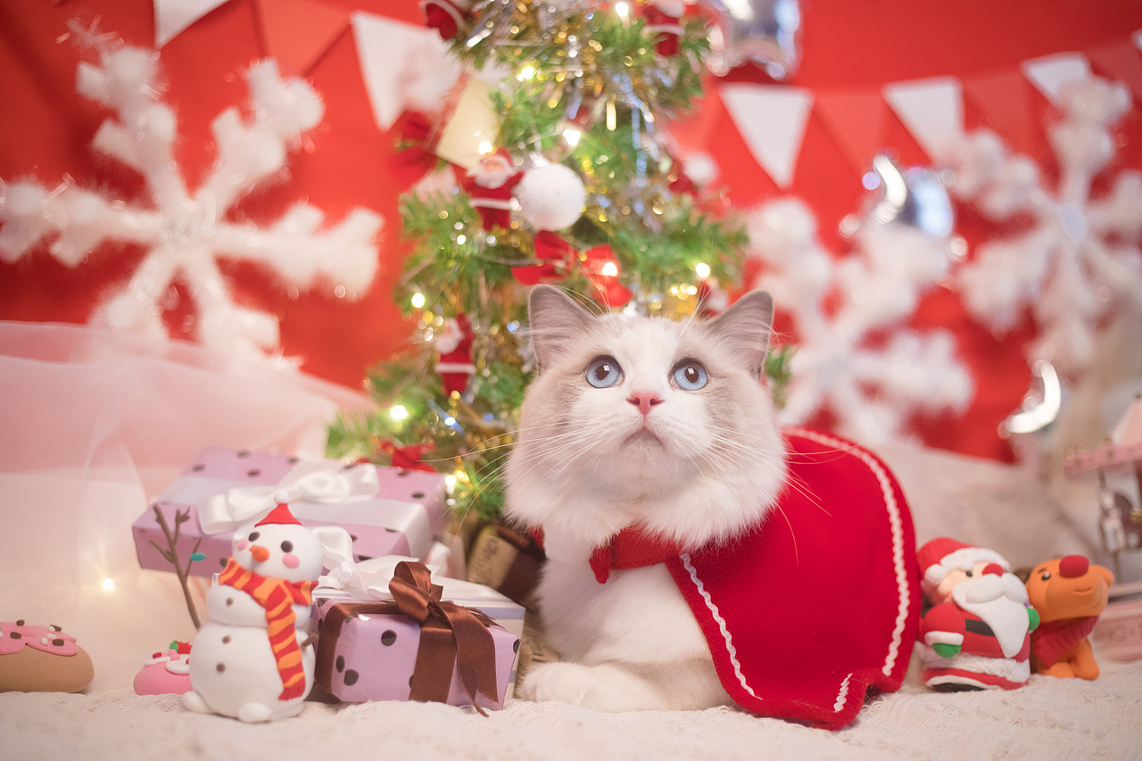 圣诞小火火（图ZMTAwODA1MzMy） - 宠物摄影 - 站酷设计师懒惰的胡奇奇原创素材 - 站酷ZCOOL