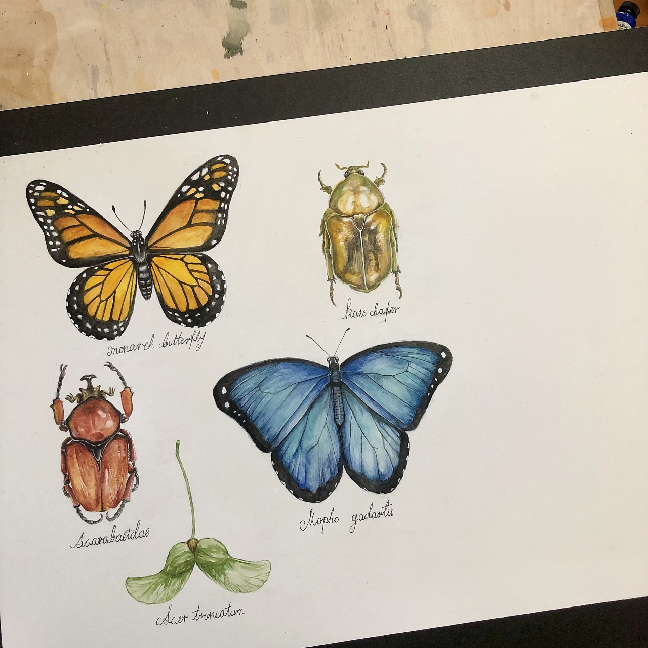 水彩手绘-写实风的昆虫标本作品|插画|创作习作|林克林 - 原创作品