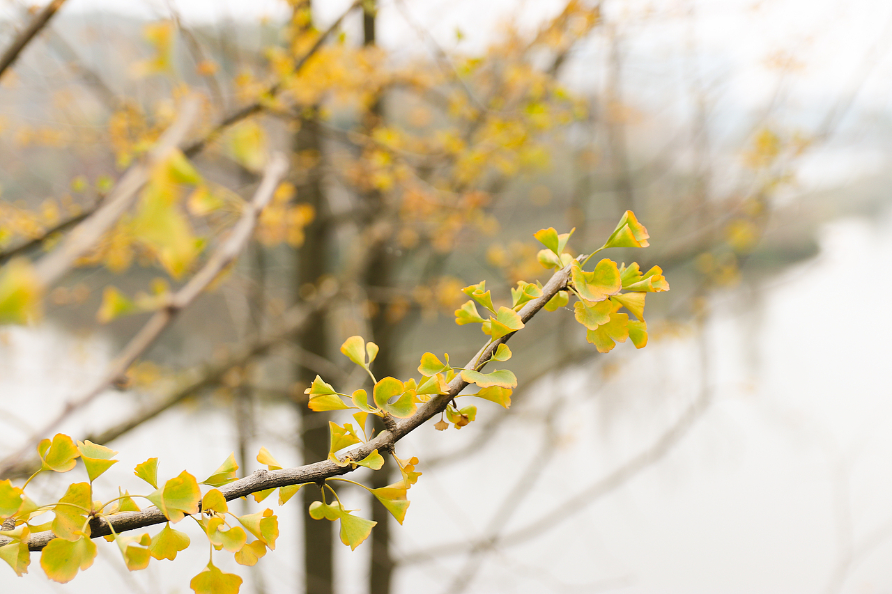 晚秋（图ZOTg3MzczODA=） - 产品摄影 - 站酷设计师蒋帅帅原创素材 - 站酷ZCOOL