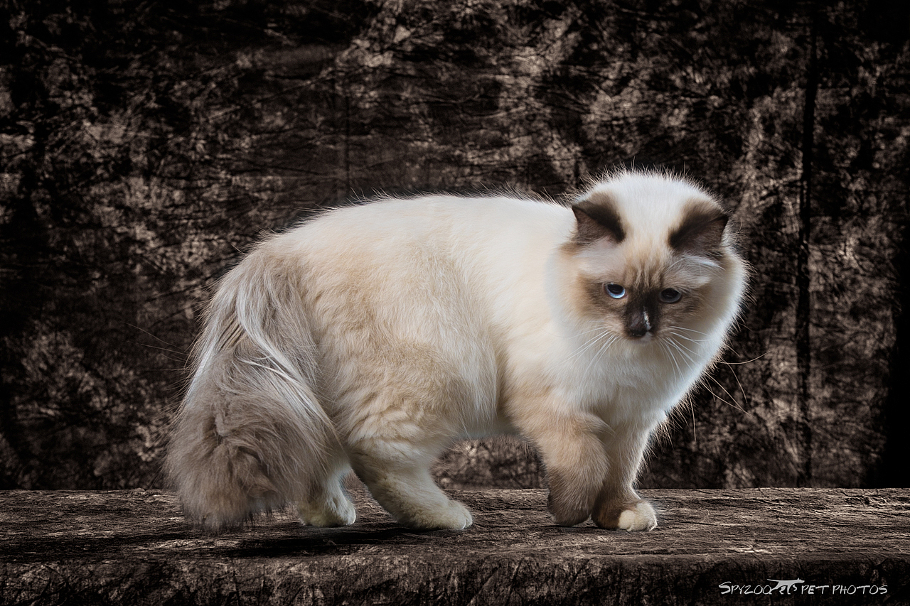 走台的布偶猫 天津宠物摄影spyzoo宠物写真（图ZNzMwNjA3NDQ=） - 宠物摄影 - 站酷设计师spyzoo原创素材 - 站酷ZCOOL