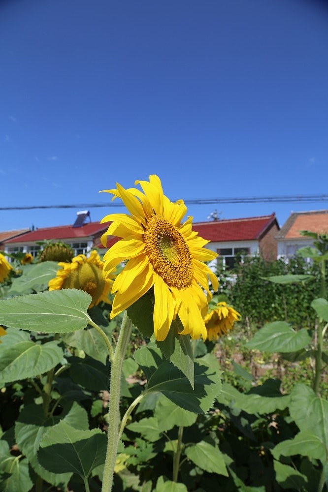 向日葵（图ZMTExMjUzNzI=） - 产品摄影 - 站酷设计师行走的音符原创素材 - 站酷ZCOOL