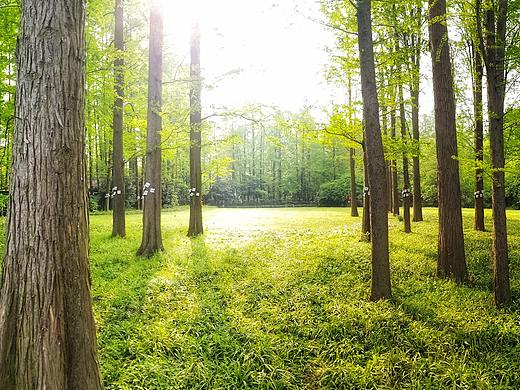 手机摄影 | 三星S8（个人主页-ZMzUzODIwMzY=） - 风光摄影 - 站酷设计师JEVI原创素材 - 站酷ZCOOL