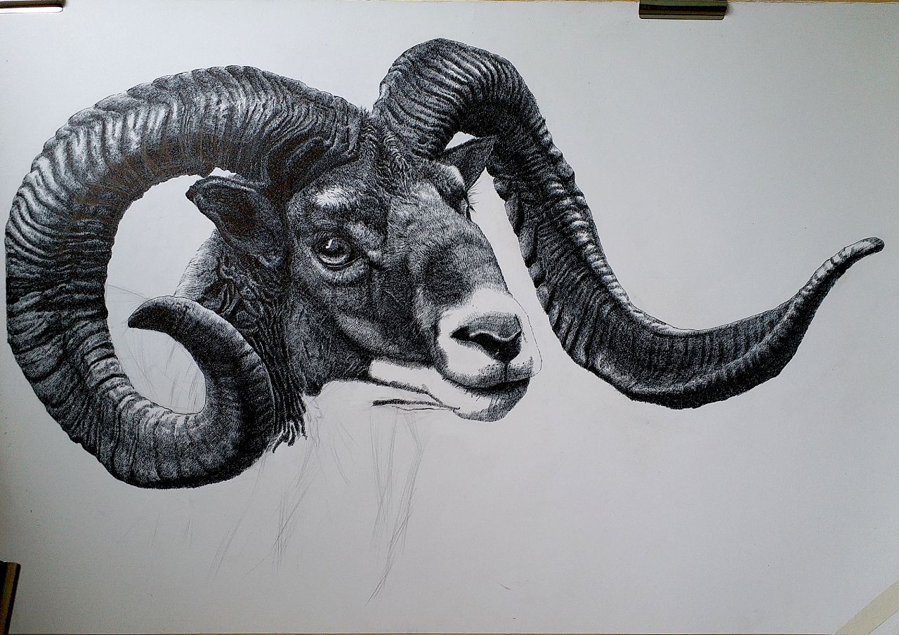 初秋钢笔画之《欧洲盘羊》