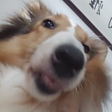 牧神与春色的头像