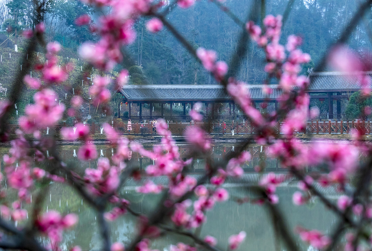 2019年1月30日,游客在重庆市南川区生态大观园梅花园里寻梅迎春。