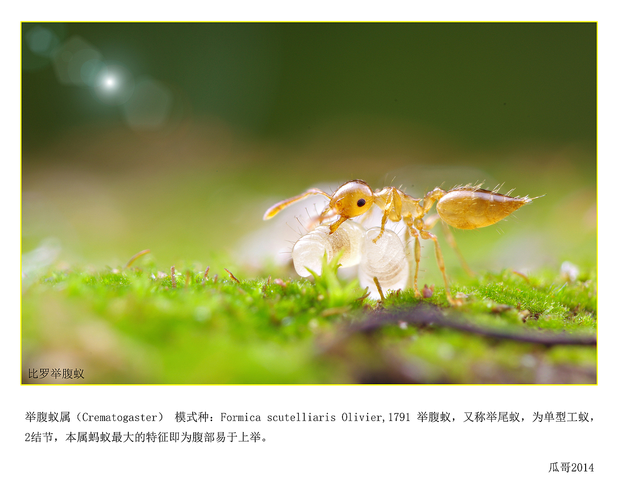 微距世界，小蚂蚁02（图ZMjI2MjI4NzY=） - 风光摄影 - 站酷设计师瓜哥微距摄影原创素材 - 站酷ZCOOL