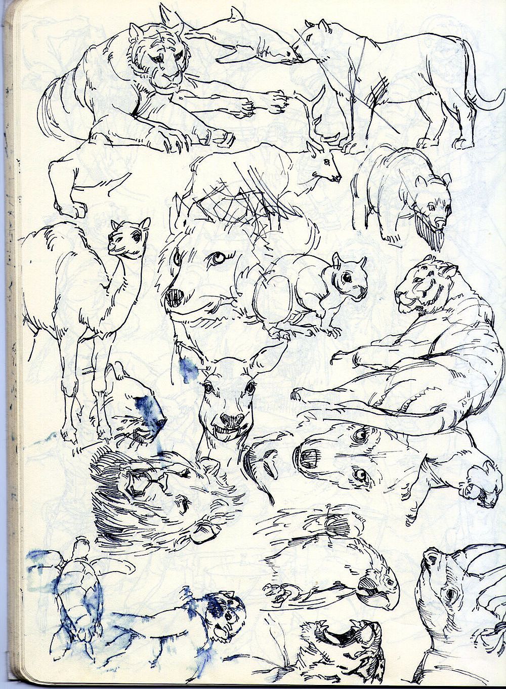 夹心山楂的随笔速写