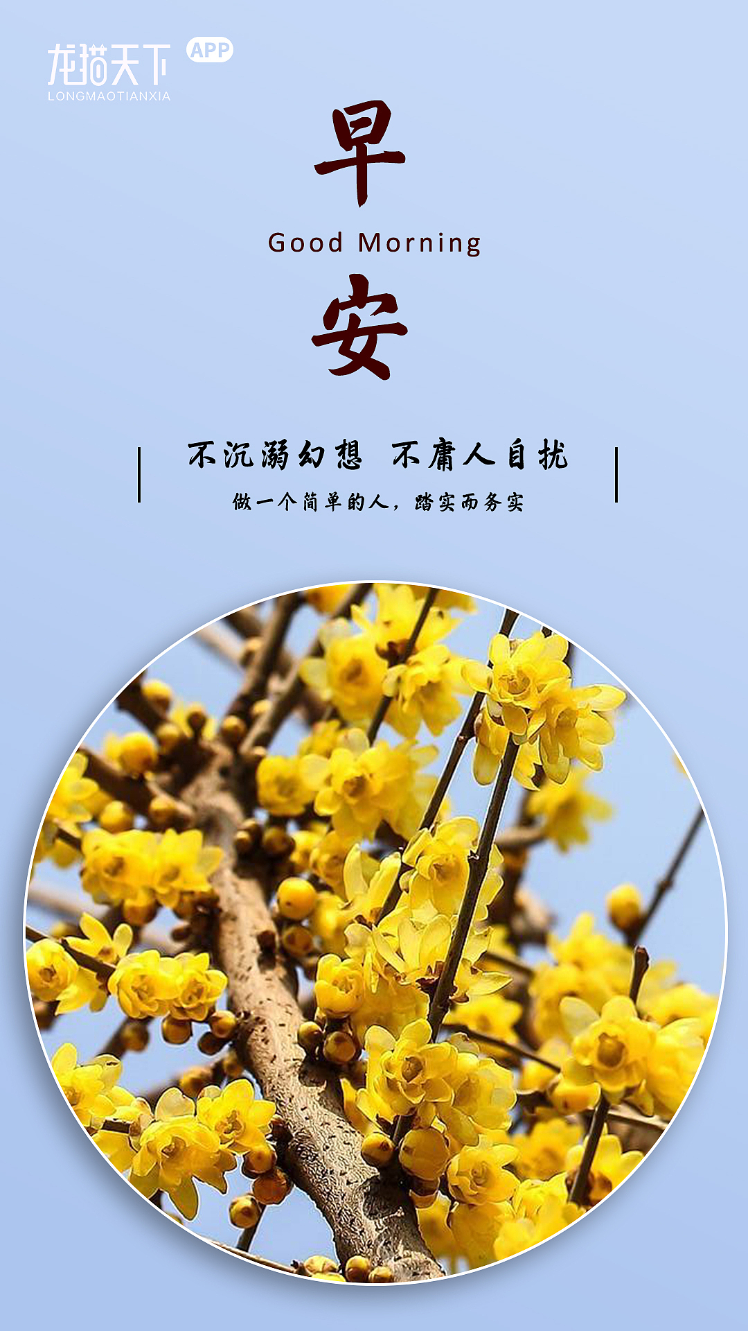 腊梅开在百花前,我也希望你不那么多烦恼