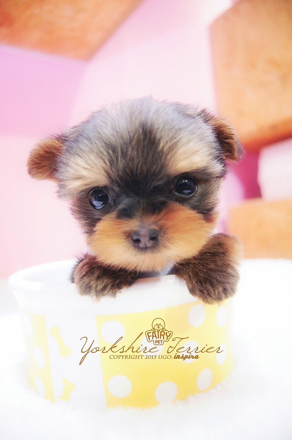 用境摄 去影心【动物摄影师何某某个人作品4】