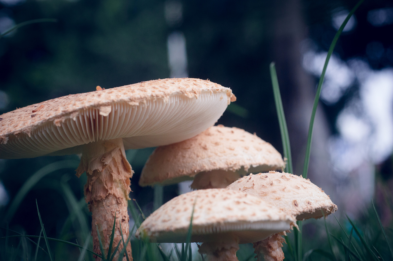 蘑菇|摄影|其他摄影|0满天星0 - 原创作品 - 站酷 (zcool)
