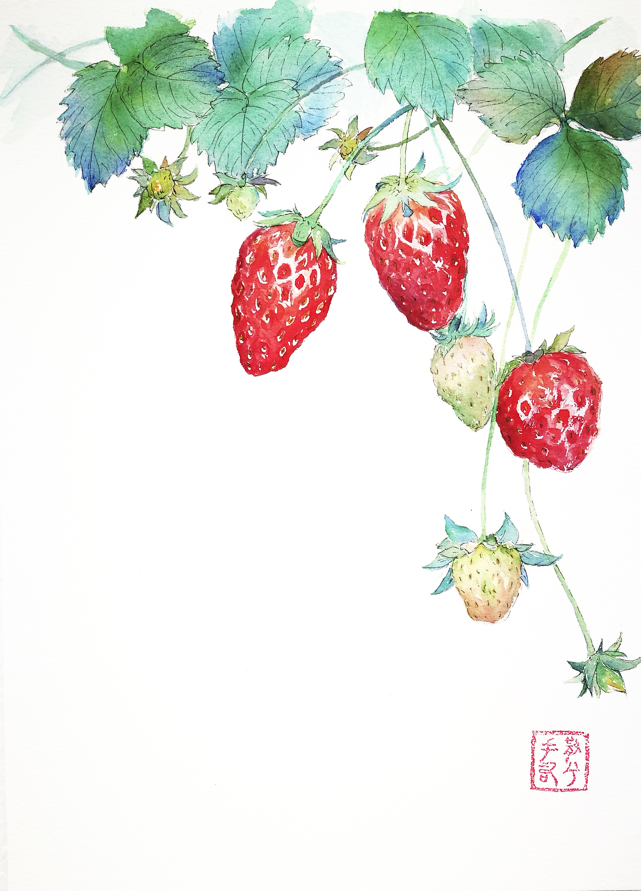 手绘水彩果子系列第二发