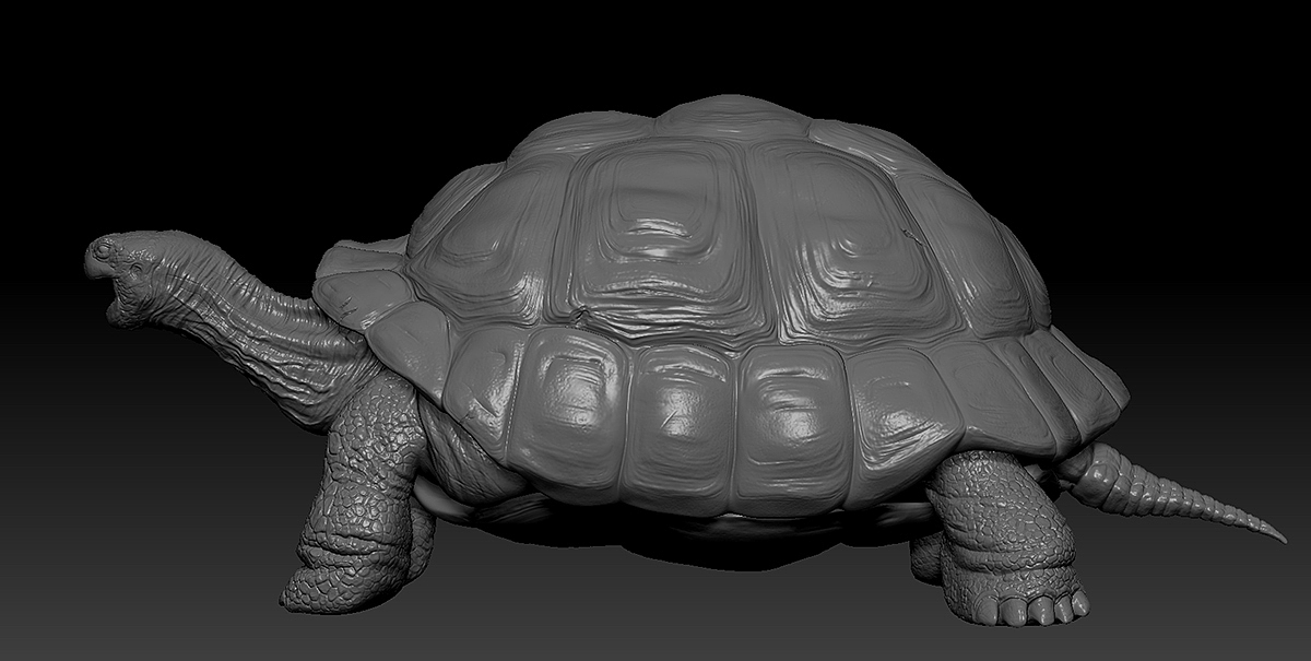 陆龟模型制作,Zbrush建模雕塑。