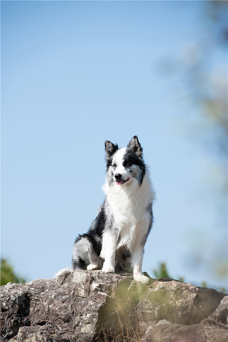 太空狗宠物摄影 陨石边牧辛巴