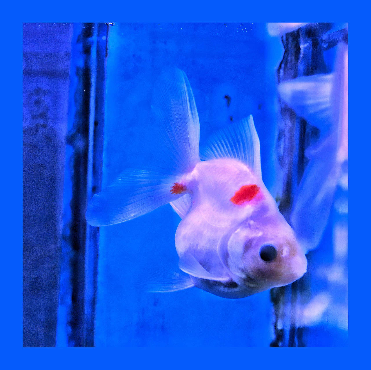 鱼（图ZMTk1NjY2NDE2） - 宠物摄影 - 站酷设计师孟清欢原创素材 - 站酷ZCOOL