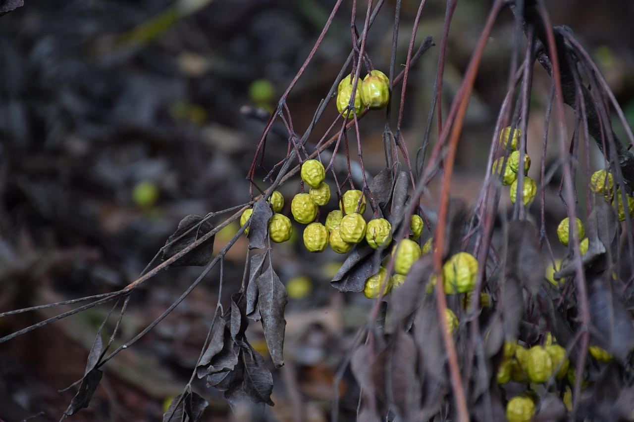 我言秋日胜春朝（图ZOTMyNjAxODQ=） - 风光摄影 - 站酷设计师Journey闪原创素材 - 站酷ZCOOL