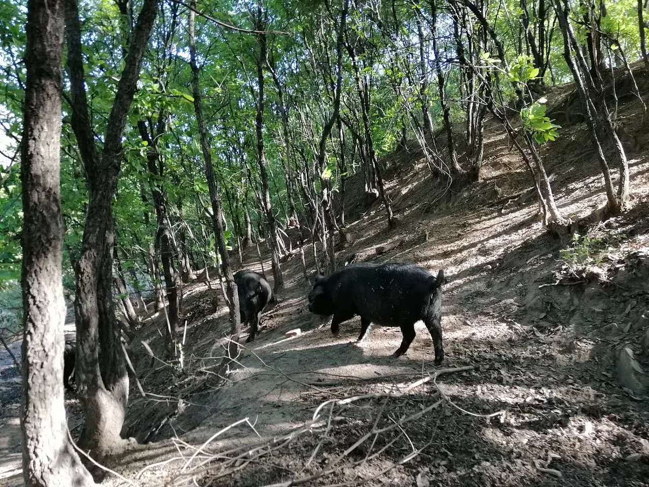 确山黑猪肉，比普通猪肉贵5倍，他是如何做到的？（图ZMTY1MTczNDQw） - 包装 - 站酷设计师信立浩达2018原创素材 - 站酷ZCOOL