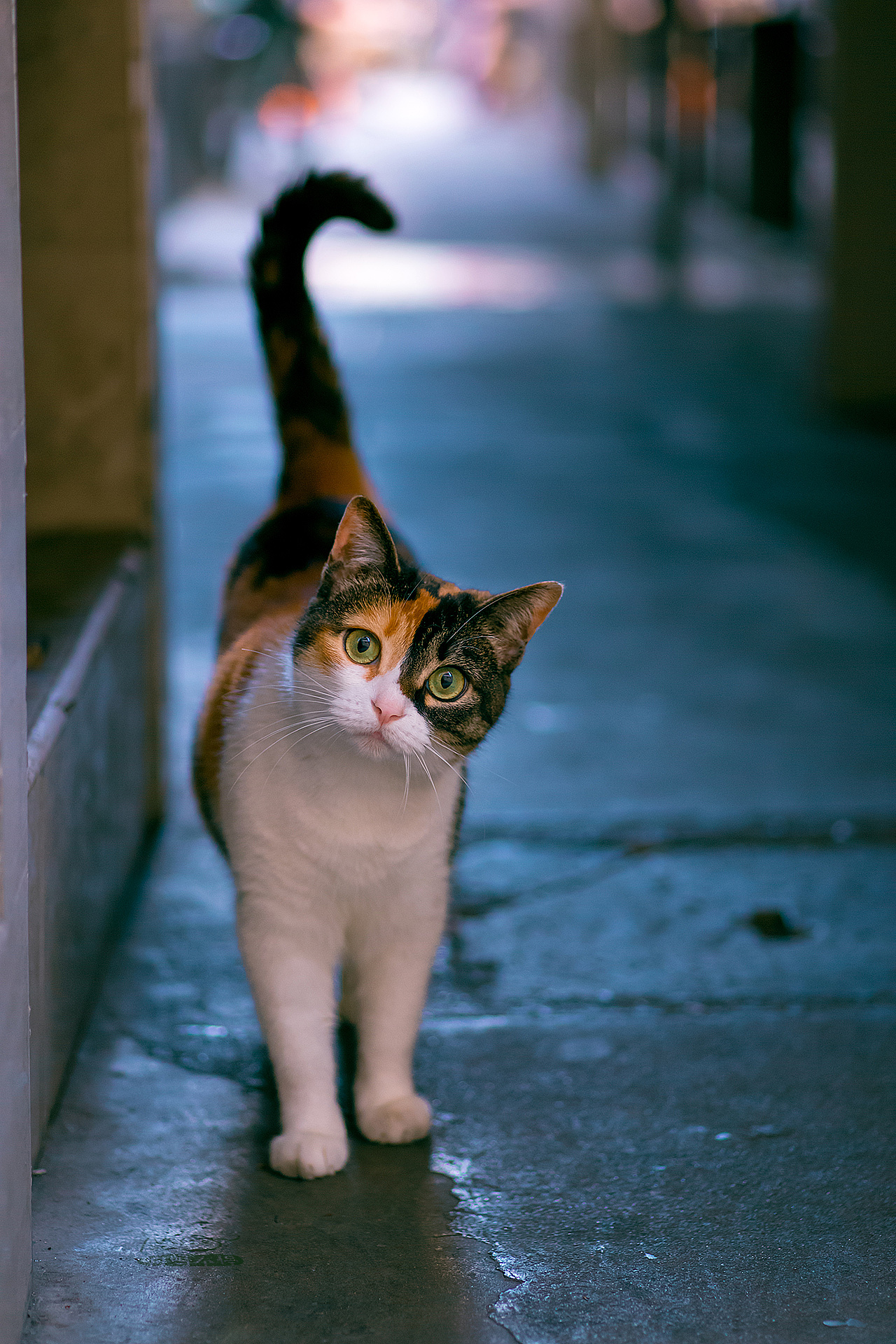 加菲猫|摄影|动物|AMYWORKS赛猫摄影 - 原创作品 - 站酷 (ZCOOL)