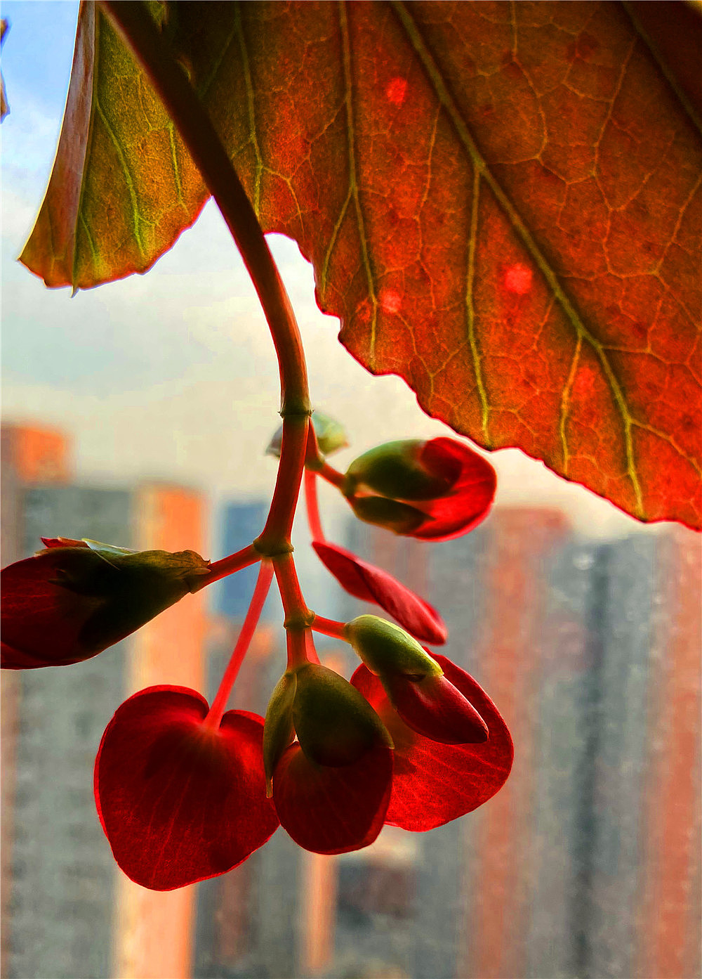 刘勇良手机纪实摄影盛开的竹节海棠花