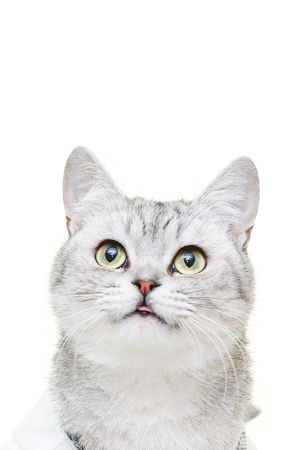 猫咪 喵星人 萌宠 可爱 动物 壁纸 吐舌头 … - 堆糖，美图壁纸兴趣社区