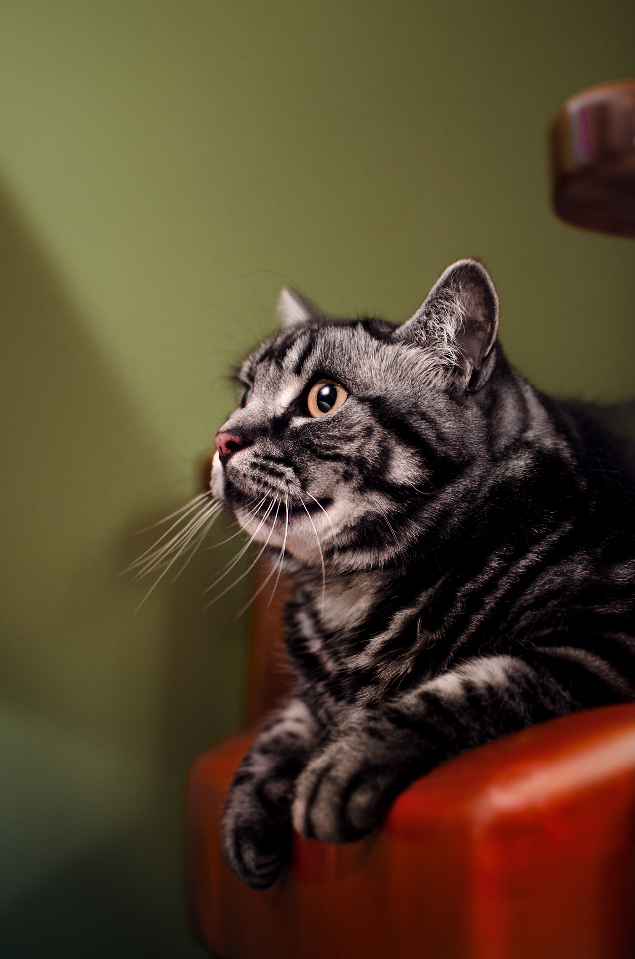 【动物照相馆】咖啡厅萌猫主题