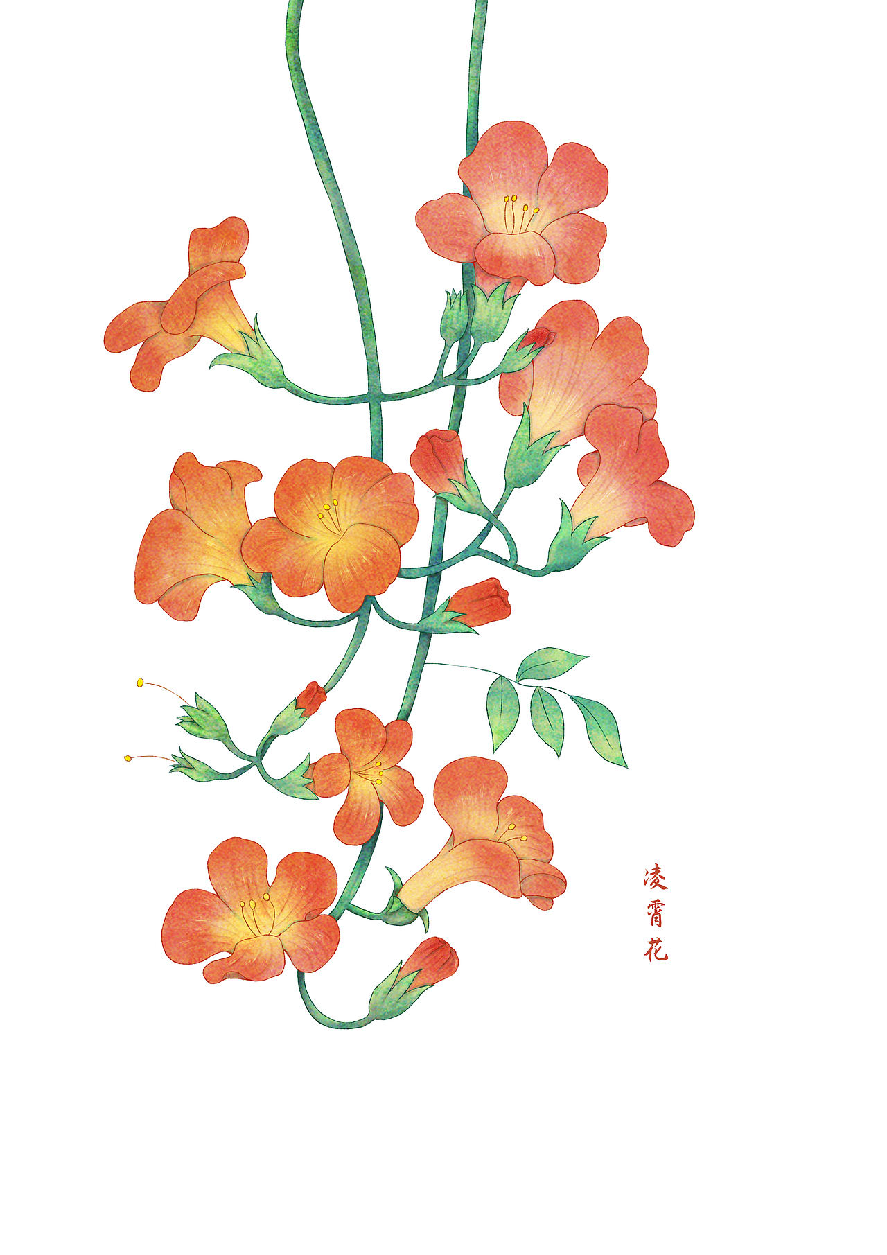 花卉植物练习——凌霄花|插画|创作习作|春风一叶舟_原创作品-站酷