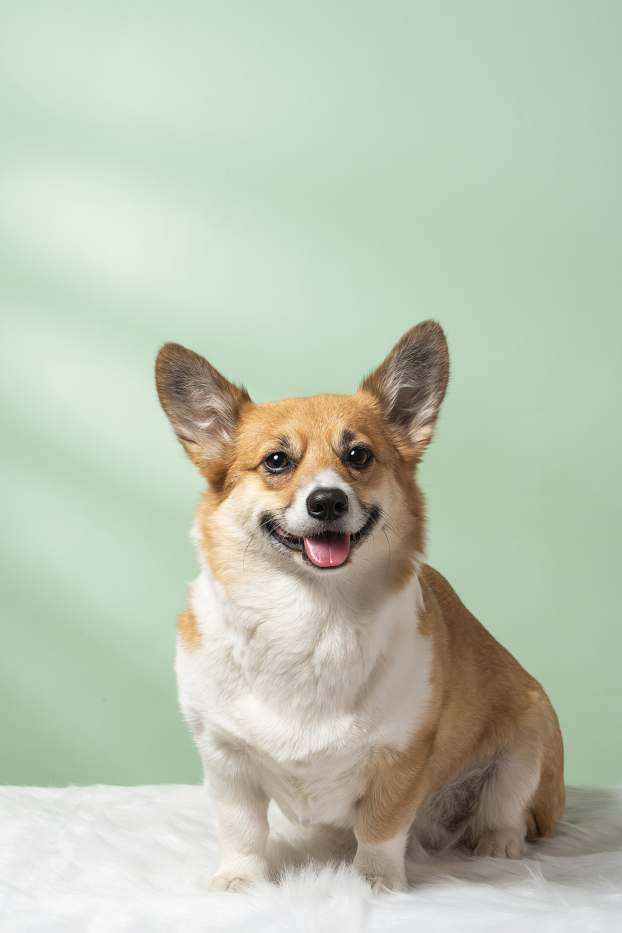 小布丁（图ZMjM1NDM0NTQ4） - 宠物摄影 - 站酷设计师callfox原创素材 - 站酷ZCOOL