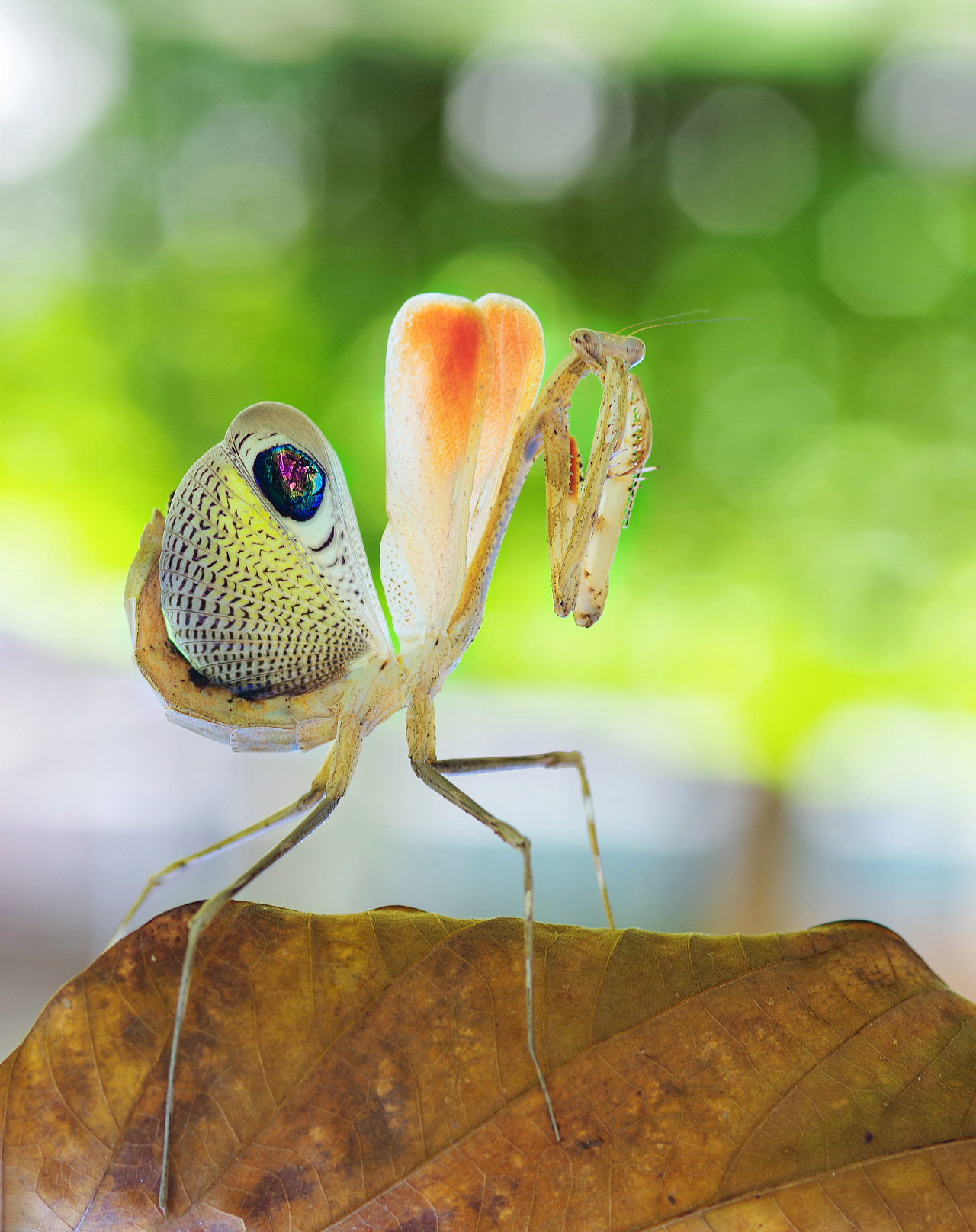 微距摄影【几种螳属】|摄影|风光摄影|瓜哥微距摄影