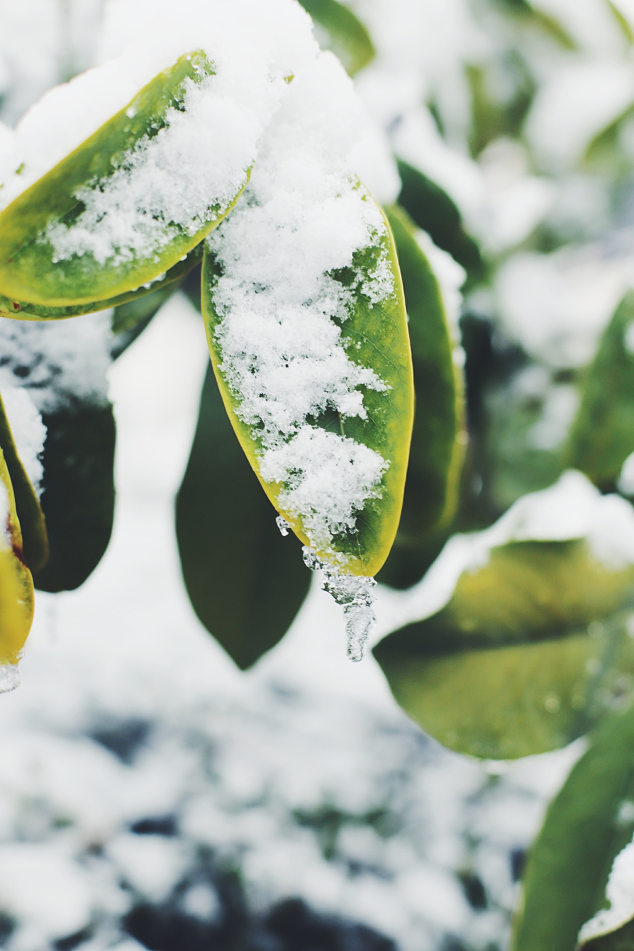 2018上海的第一场雪