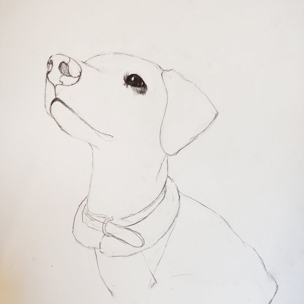 手绘狗狗 斑点狗kyle