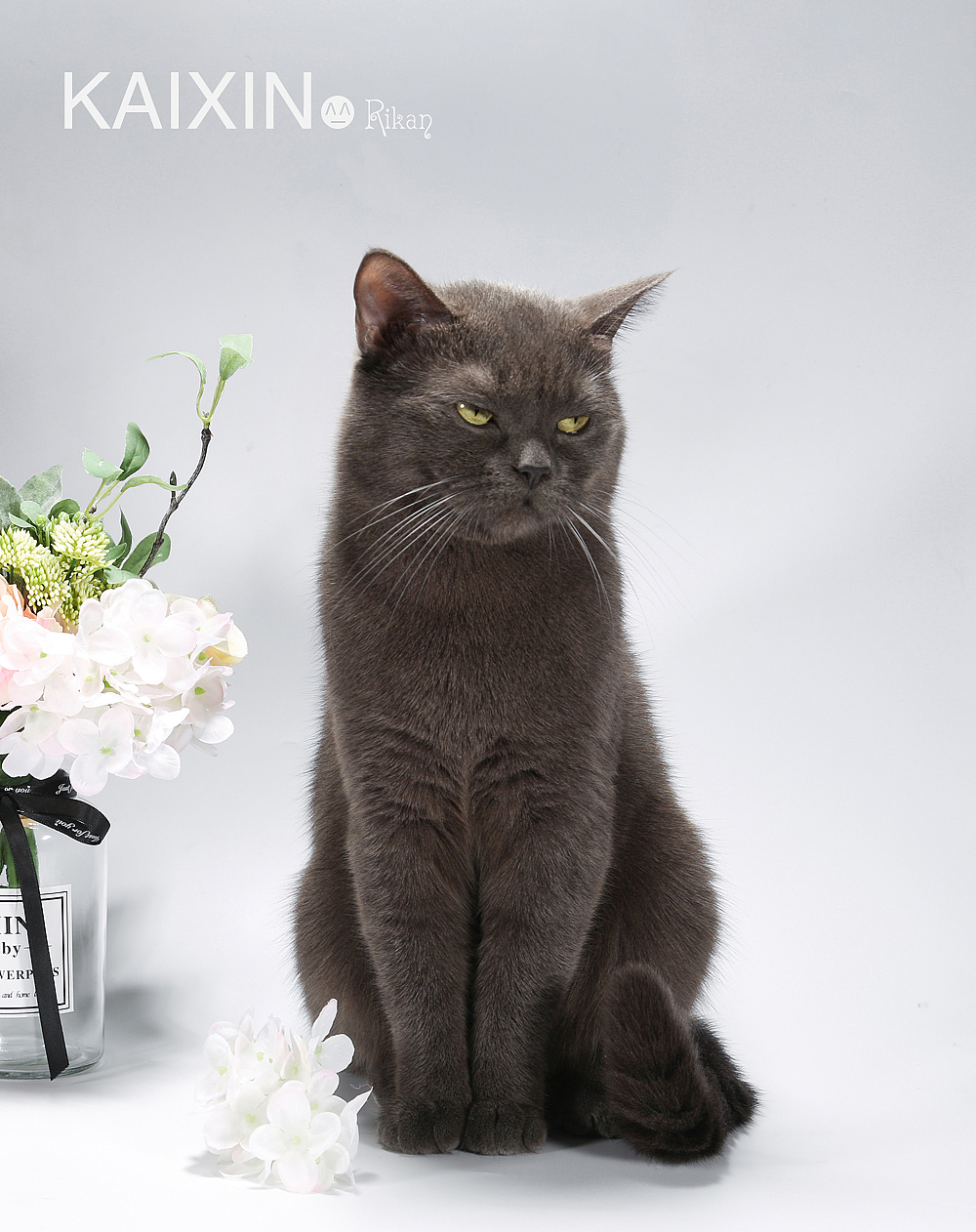 猫咪 宠物摄影 家有猫咪（图ZMTU2Njc1NDQ0） - 宠物摄影 - 站酷设计师花田里的喵星人原创素材 - 站酷ZCOOL