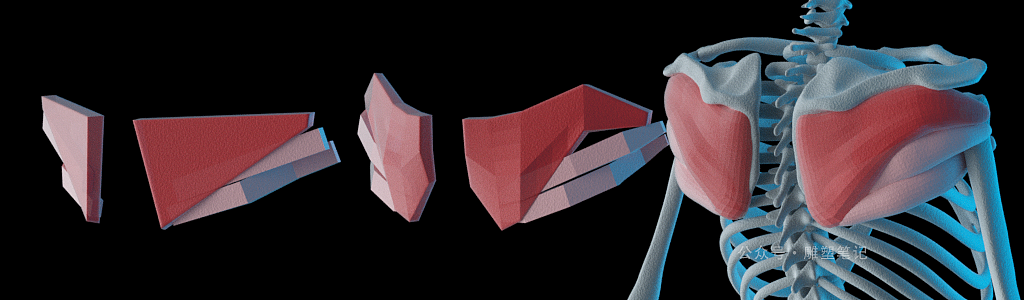 躯干肌肉（图ZMjc2NzY0NzA0） - 人物/生物 - 站酷设计师雕塑笔记原创素材 - 站酷ZCOOL