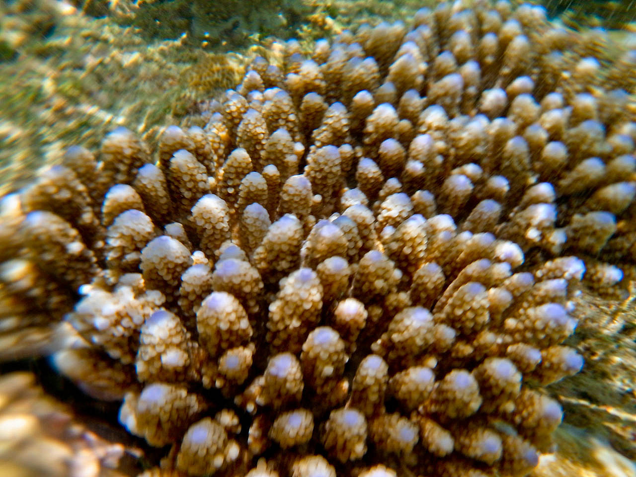 马尔代夫游记 - 梦幻岛 - 四晚六天（图ZNTM5ODA4OA==） - 风光摄影 - 站酷设计师blue_hermit原创素材 - 站酷ZCOOL