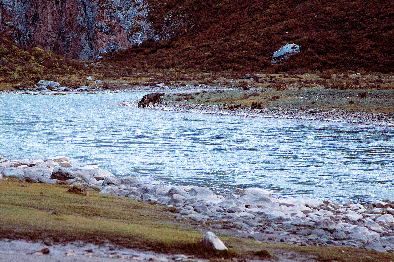 散落人间的森林精灵--麋鹿