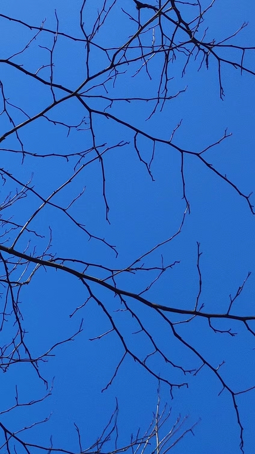 摄影 | 早春不过一棵树