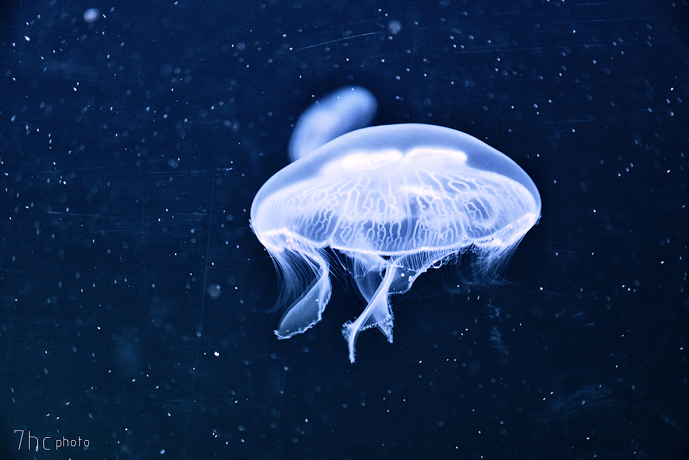 深海生物...（图ZMTE3OTYxNTYw） - 风光摄影 - 站酷设计师七号仓原创素材 - 站酷ZCOOL