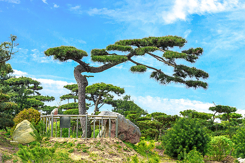松树景观树拍摄