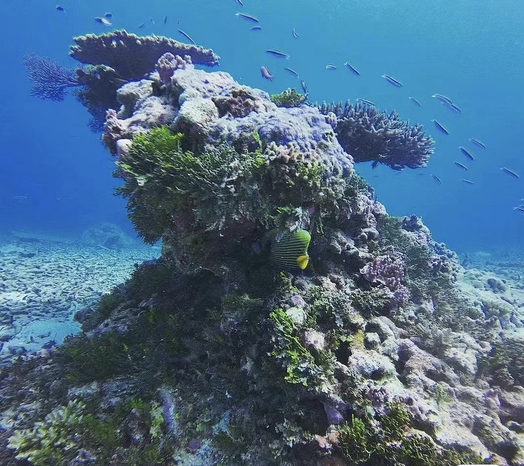 塞舌尔地图插画设计