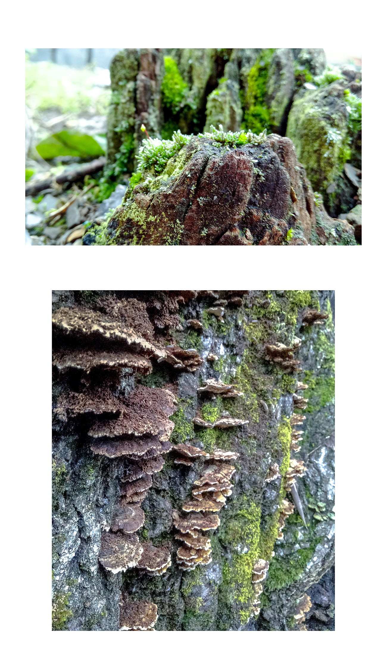 河汉影斜初过雨，井桐凉堕已迎秋（R9拍摄+PS微调）（图ZOTM5NjAzOTI=） - 风光摄影 - 站酷设计师游仙Apanda原创素材 - 站酷ZCOOL