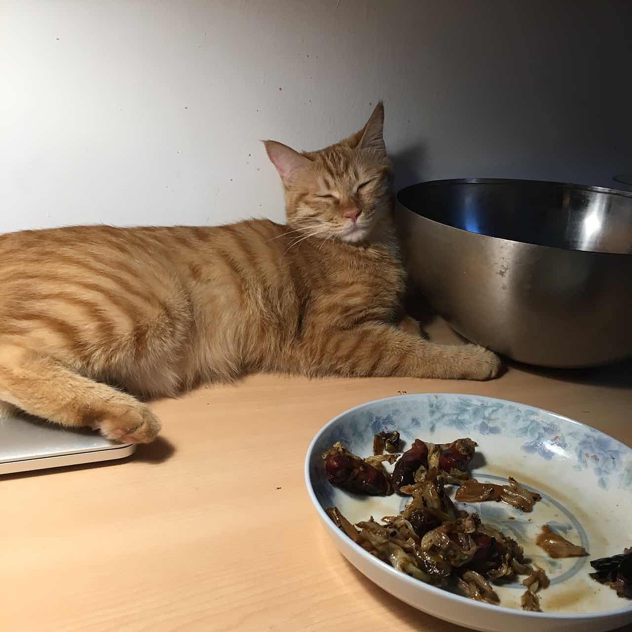 菜刀眼黄豆芽的日常（图ZODEwMzczNjQ=） - 宠物摄影 - 站酷设计师violasean原创素材 - 站酷ZCOOL