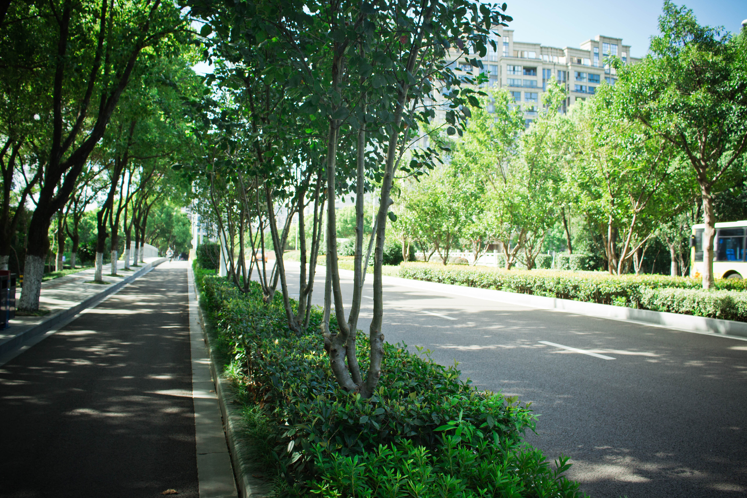 上海街景图片梧桐树,上海梧桐树街景,南梧桐树图片街景_大山谷图库