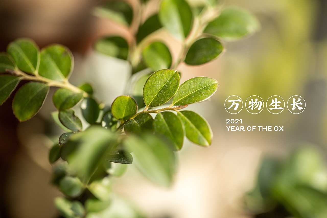 新春已至,万物生长