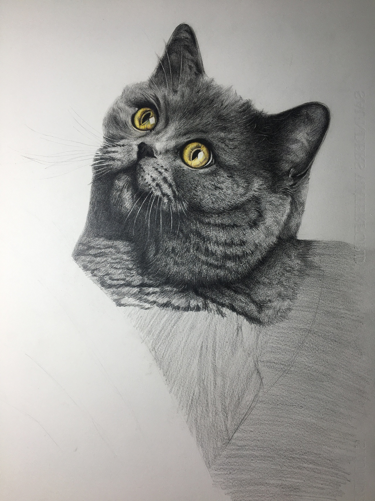 彩铅画萌宠-英短猫