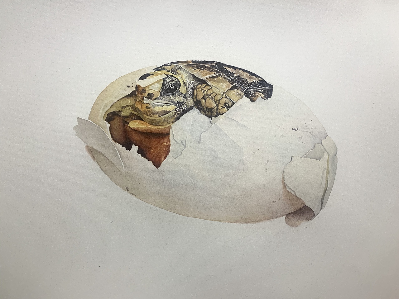 水彩写实动物—龟龟出壳系列