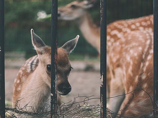 假裝在奈良（個(gè)人主頁(yè)-ZNTUzODM5MzY=） - 其他攝影 - 站酷設(shè)計(jì)師上課別老對(duì)我笑原創(chuàng)素材 - 站酷ZCOOL