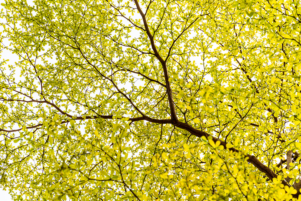 发现春天 鹏城深圳 2022