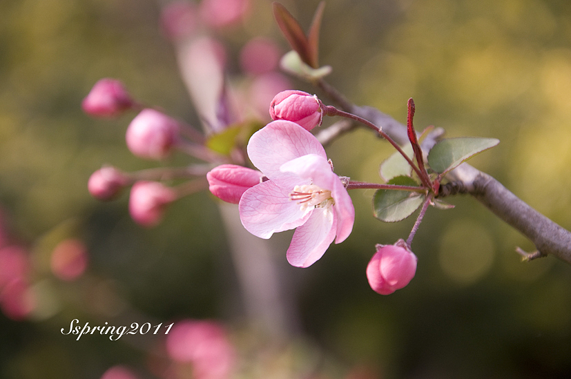 四月芳菲——垂丝海棠（图ZMjcyNzIxNg==） - 风光摄影 - 站酷设计师慢熟的兔子原创素材 - 站酷ZCOOL