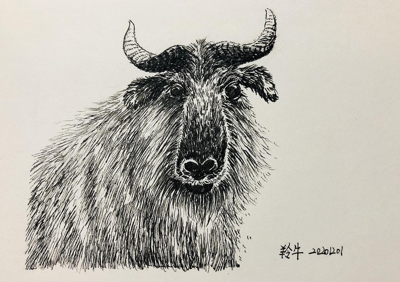 钢笔画动物合集