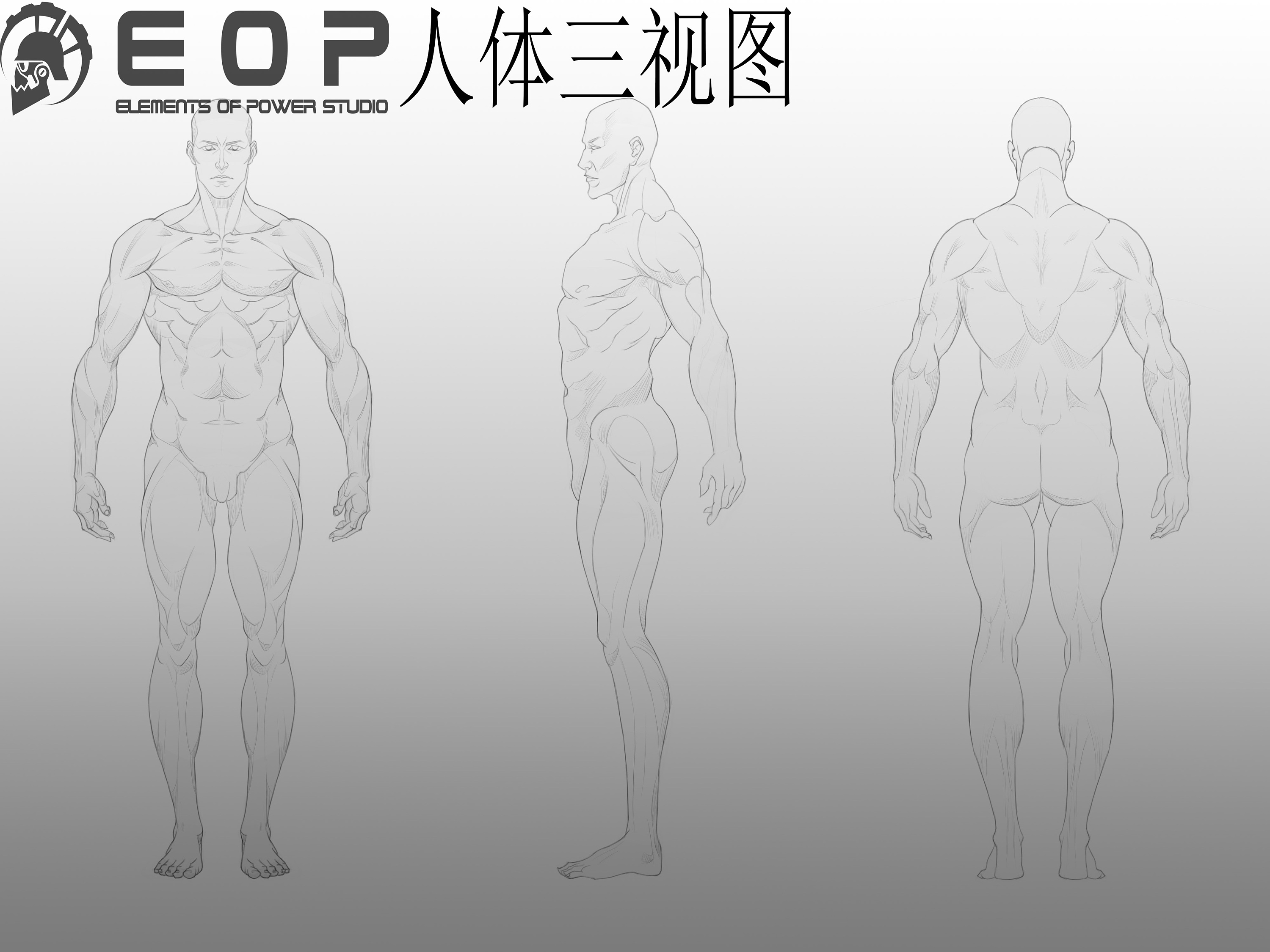 作业：动漫插画之男性人体肌肉解析 - 阿灰 - 轻微课