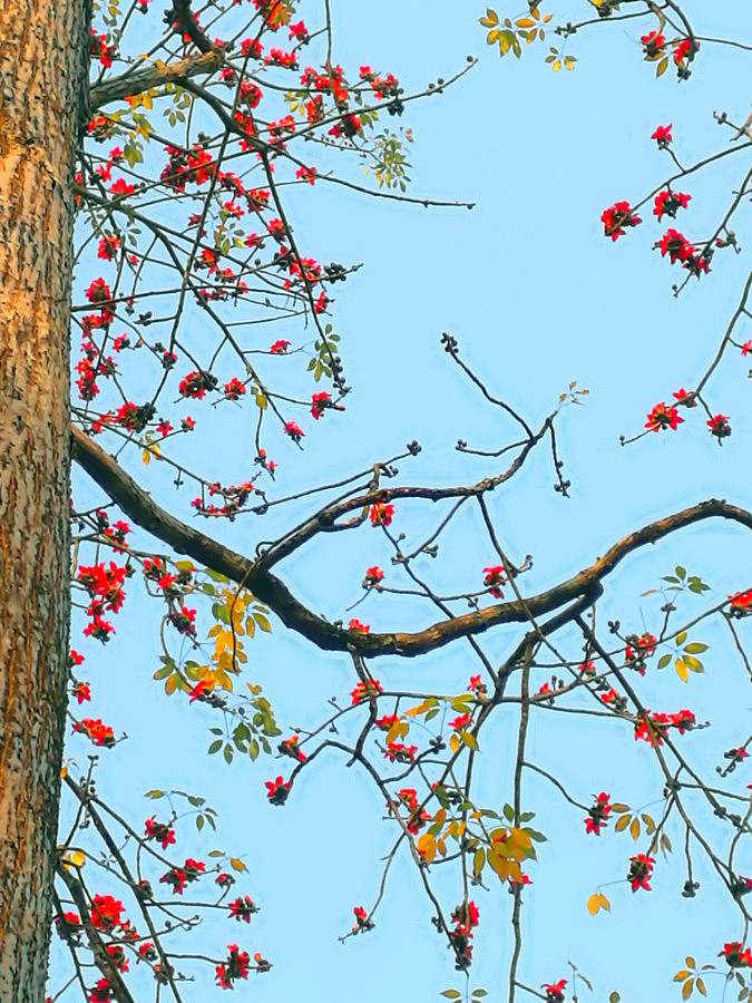高高在上的火红木棉花