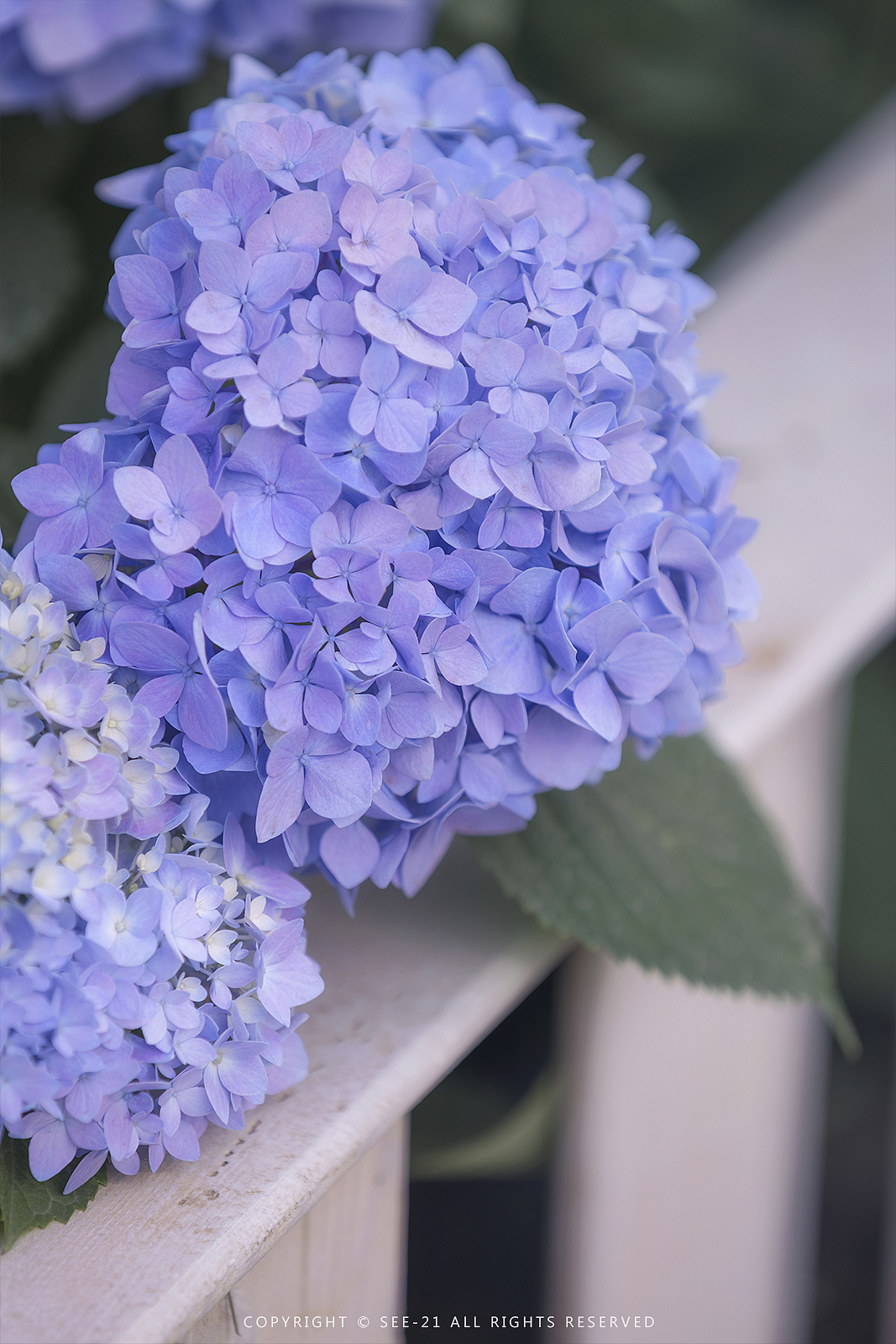 初夏的颜色 ​​​​ 无尽夏（图ZMTE0NDI2MDIw） - 风光摄影 - 站酷设计师See21原创素材 - 站酷ZCOOL